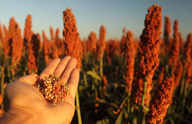 哈爾濱手工釀造白酒